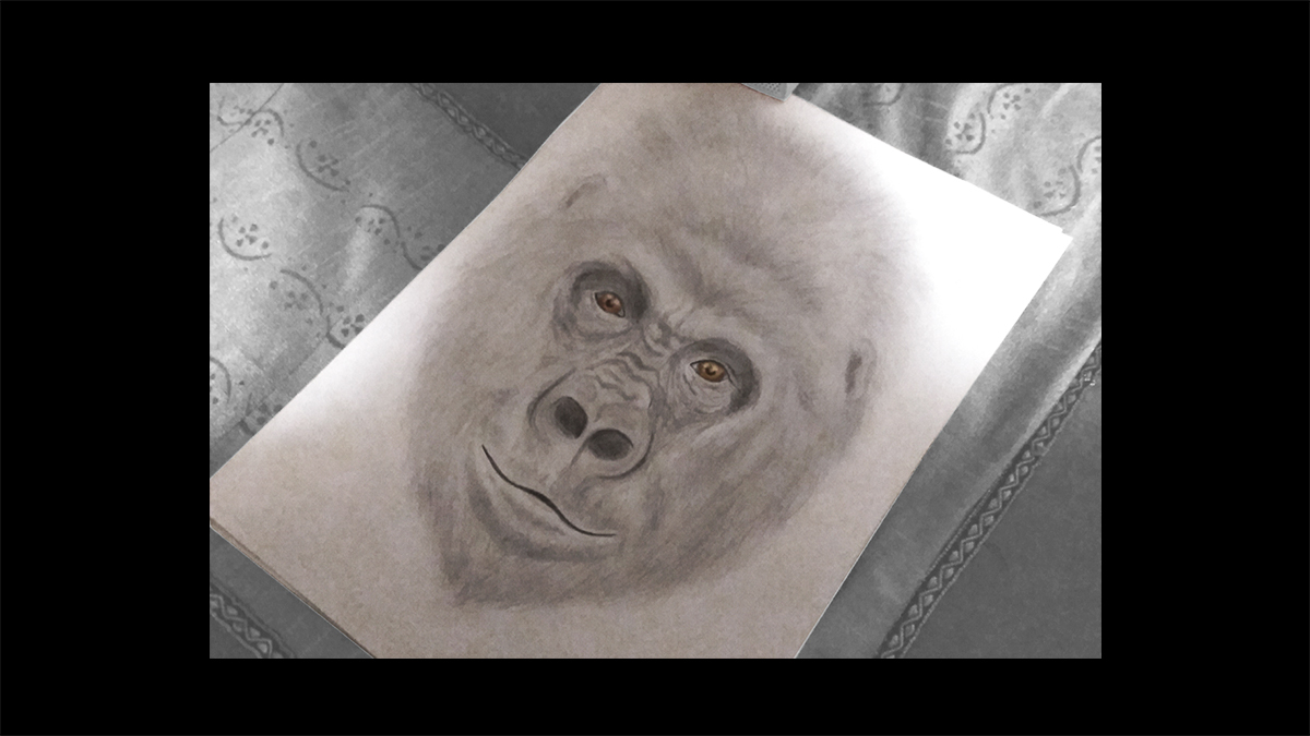 Ilustración gorila - por sandra santos
